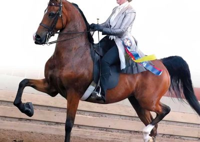 VDM Hot To Trot, by Leonardo's Cry CH