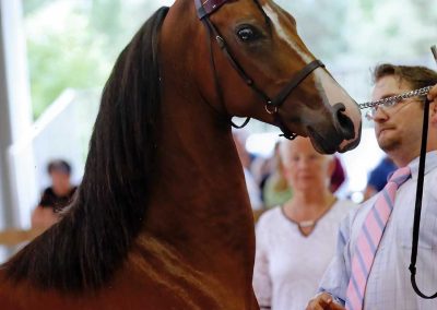 VDM Hot To Trot, by Leonardo's Cry CH