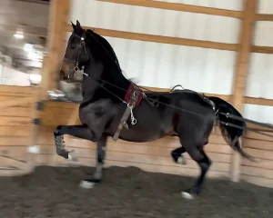prh prince charming