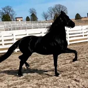 hre-golden-echo-2
