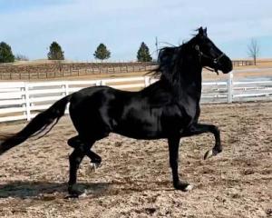 hre-golden-echo-3